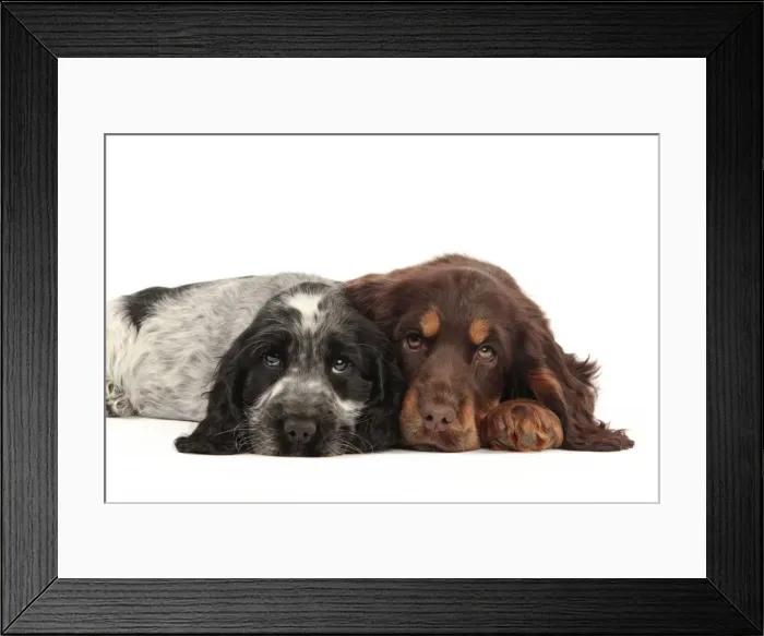 Framed Print : Picture No. 10982875 Framed Print : Picture No. 10982875