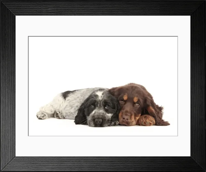 Framed Print : Picture No. 10982874 Framed Print : Picture No. 10982874