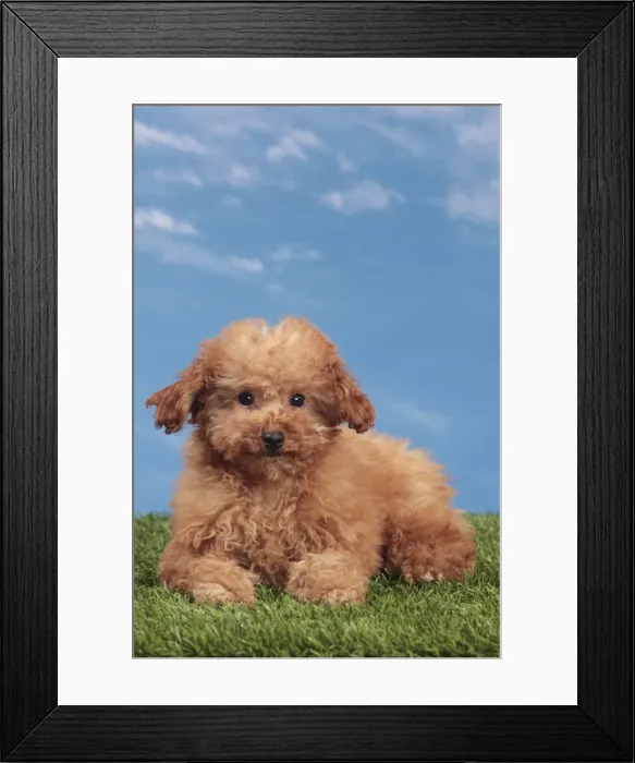 Framed Print : Picture No. 10982880 Framed Print : Picture No. 10982880
