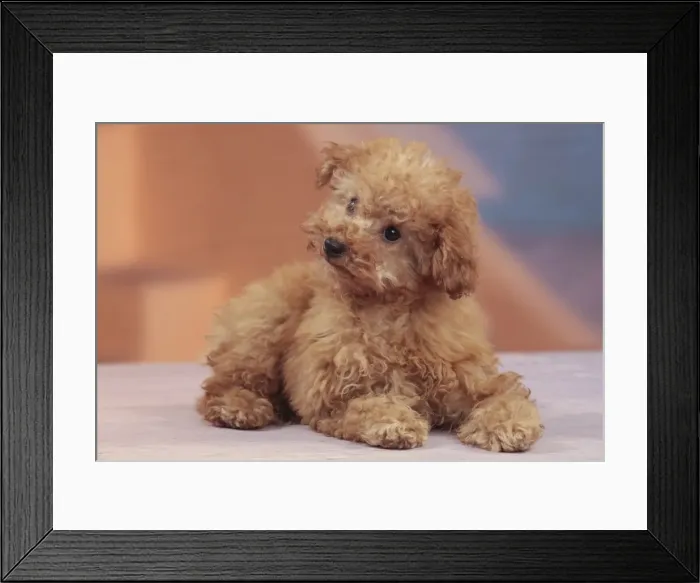 Framed Print : Picture No. 10982883 Framed Print : Picture No. 10982883
