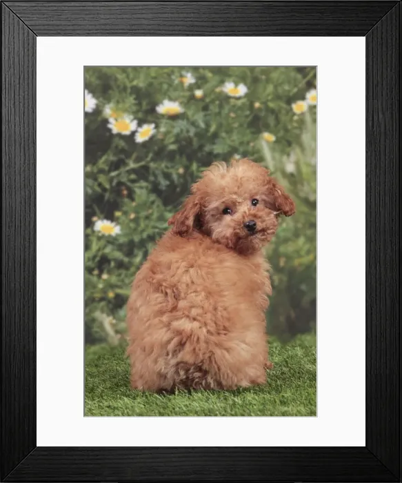 Framed Print : Picture No. 10982878 Framed Print : Picture No. 10982878