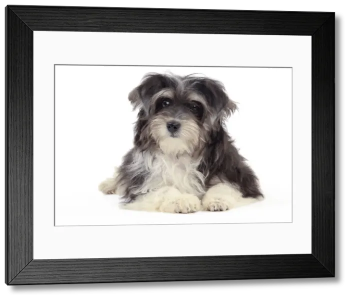 Framed Print : Picture No. 10982886 Framed Print : Picture No. 10982886