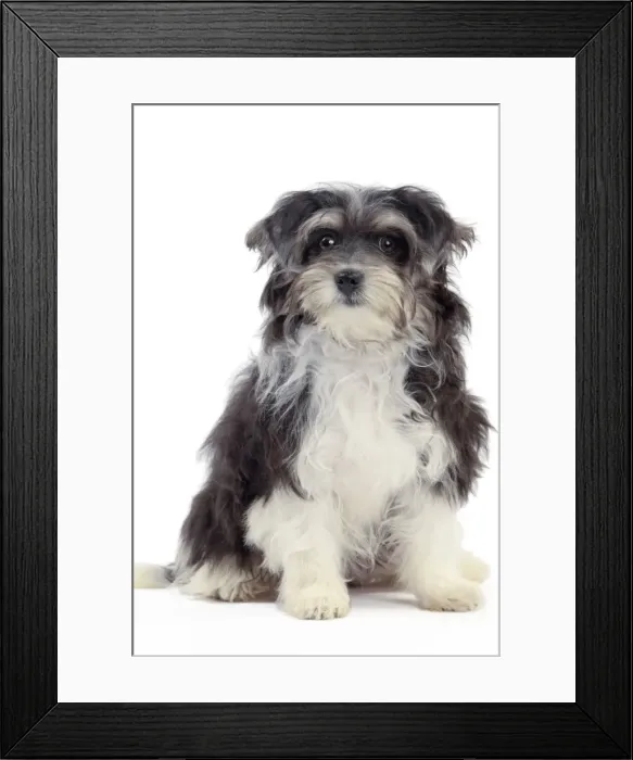 Framed Print : Picture No. 10982887 Framed Print : Picture No. 10982887