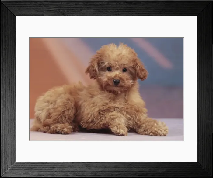 Framed Print : Picture No. 10982884 Framed Print : Picture No. 10982884