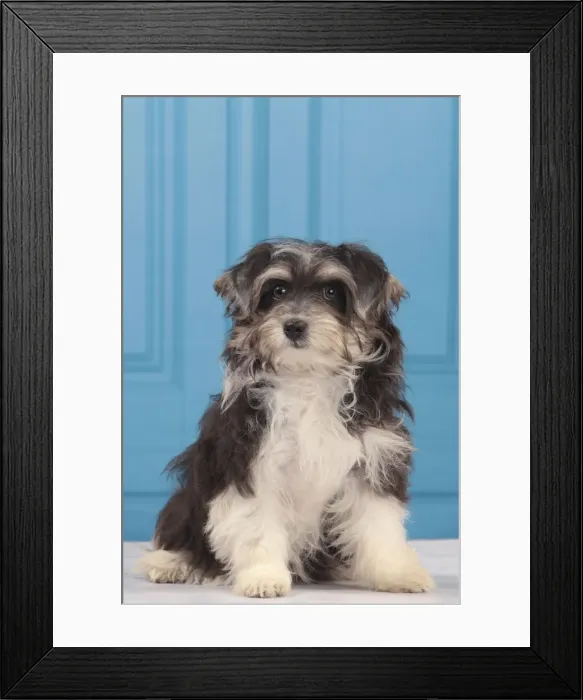 Framed Print : Picture No. 10982889 Framed Print : Picture No. 10982889