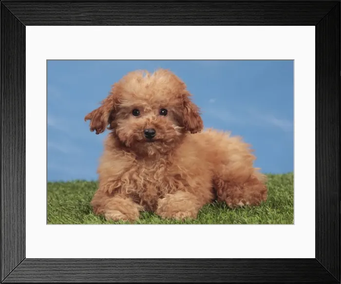 Framed Print : Picture No. 10982881