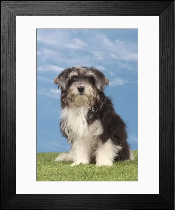 Framed Print : Picture No. 10982891 Framed Print : Picture No. 10982891