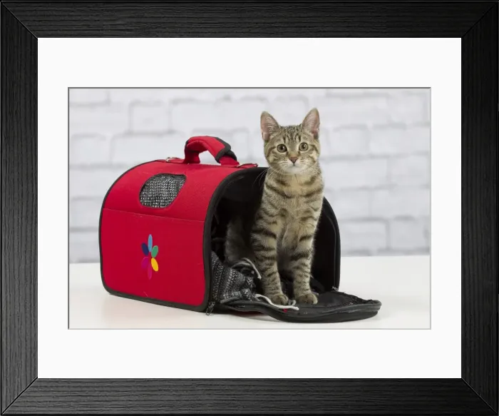 Framed Print : Picture No. 10897556 Framed Print : Picture No. 10897556
