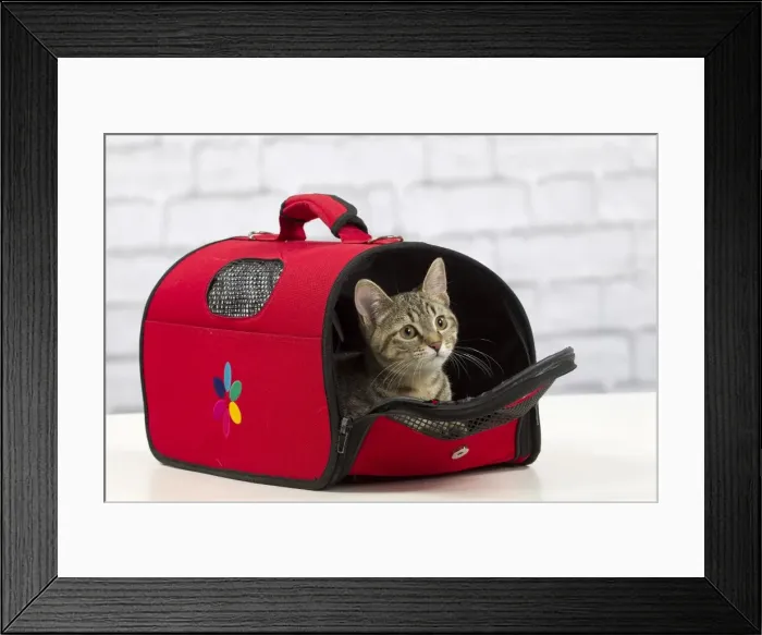Framed Print : Picture No. 10897555 Framed Print : Picture No. 10897555