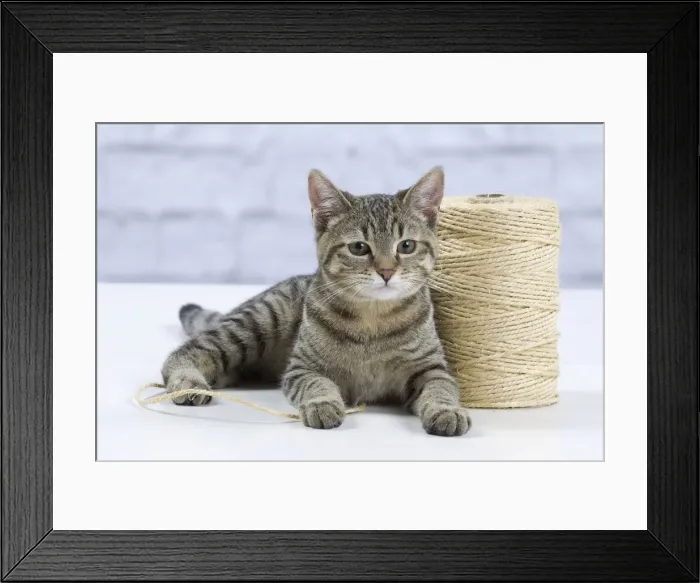 Framed Print : Picture No. 10897557 Framed Print : Picture No. 10897557