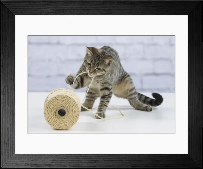 Framed Print : Picture No. 10897558 Framed Print : Picture No. 10897558