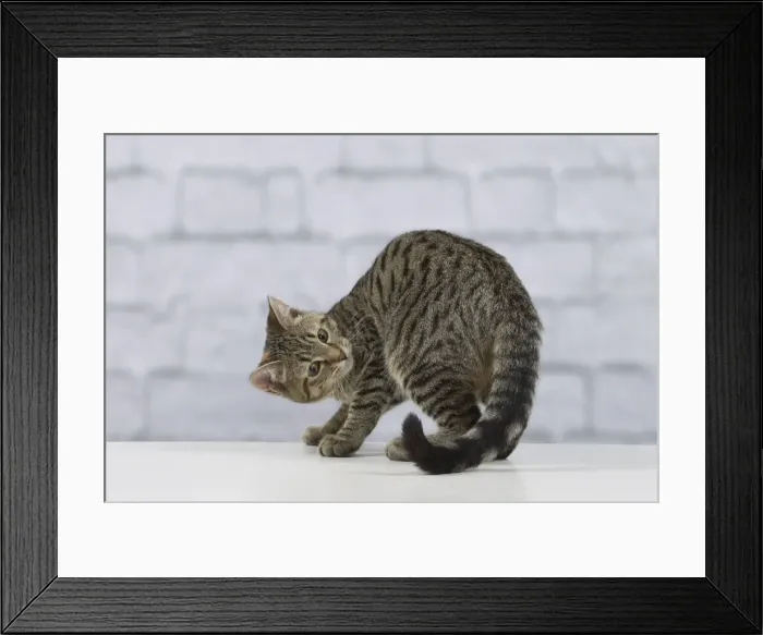 Framed Print : Picture No. 10897560 Framed Print : Picture No. 10897560