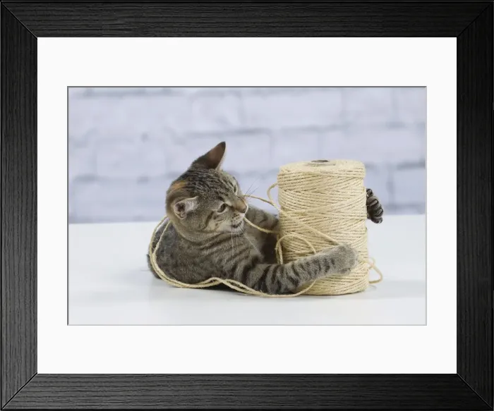 Framed Print : Picture No. 10897559 Framed Print : Picture No. 10897559