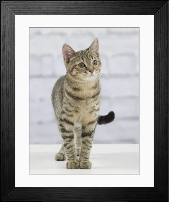 Framed Print : Picture No. 10897561 Framed Print : Picture No. 10897561