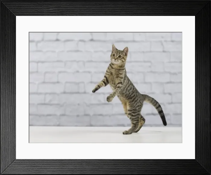 Framed Print : Picture No. 10897562 Framed Print : Picture No. 10897562