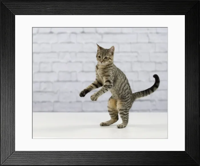 Framed Print : Picture No. 10897563 Framed Print : Picture No. 10897563