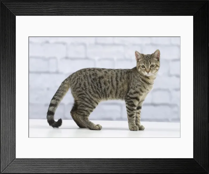 Framed Print : Picture No. 10897553 Framed Print : Picture No. 10897553