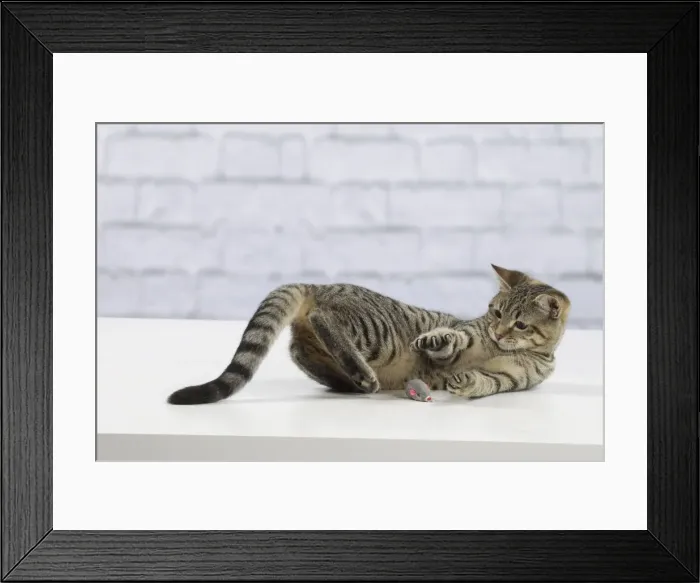 Framed Print : Picture No. 10897564 Framed Print : Picture No. 10897564
