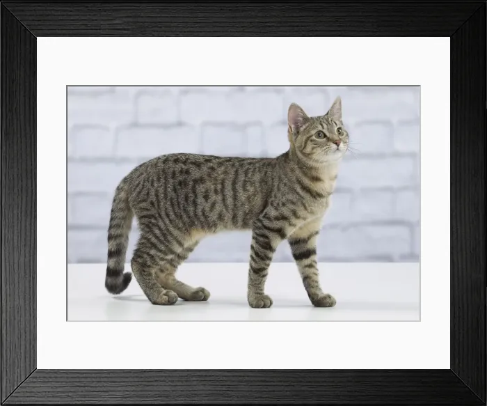 Framed Print : Picture No. 10897554 Framed Print : Picture No. 10897554