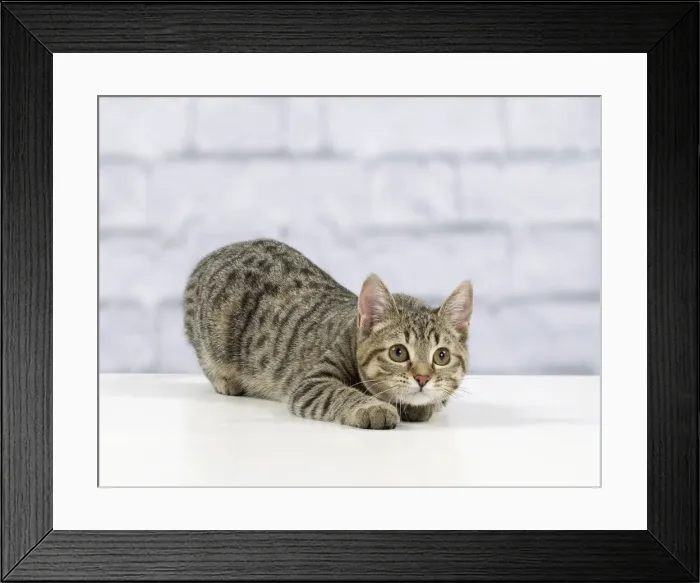 Framed Print : Picture No. 10897565