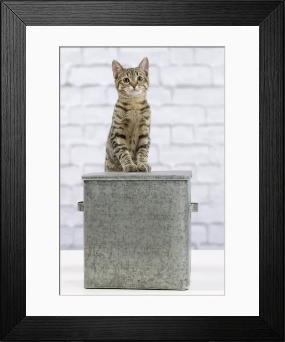 Framed Print : Picture No. 10897566 Framed Print : Picture No. 10897566