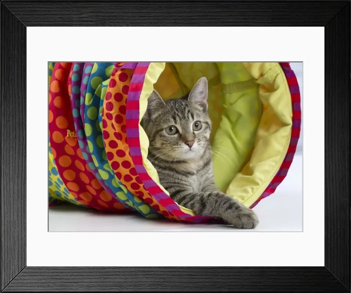 Framed Print : Picture No. 10897567 Framed Print : Picture No. 10897567