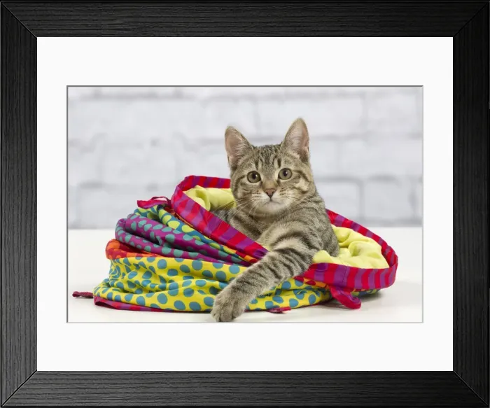 Framed Print : Picture No. 10897569 Framed Print : Picture No. 10897569
