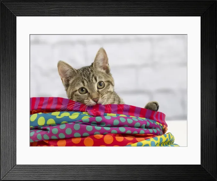 Framed Print : Picture No. 10897568 Framed Print : Picture No. 10897568