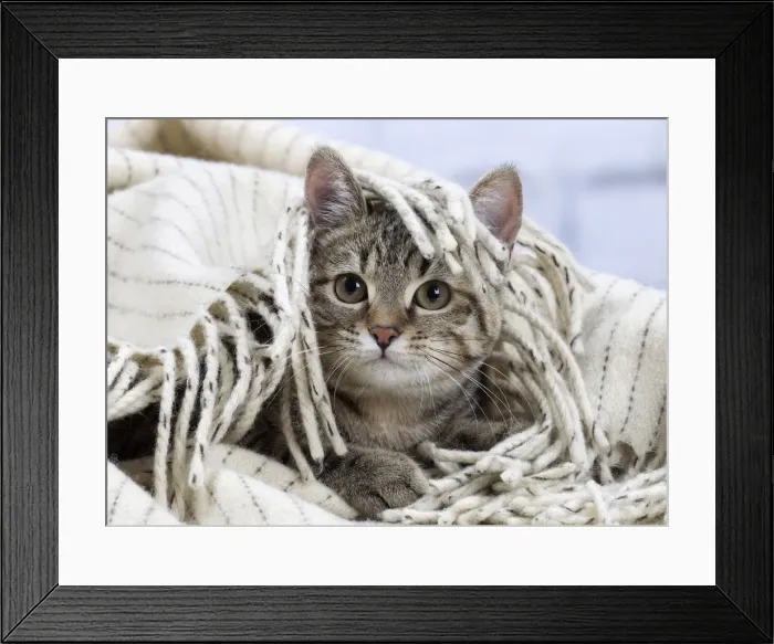 Framed Print : Picture No. 10897570 Framed Print : Picture No. 10897570