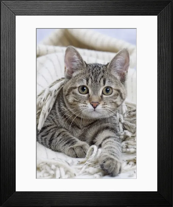 Framed Print : Picture No. 10897572 Framed Print : Picture No. 10897572