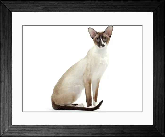 Framed Print : Picture No. 10897577 Framed Print : Picture No. 10897577