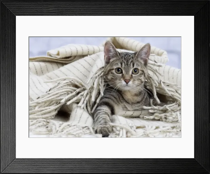 Framed Print : Picture No. 10897571 Framed Print : Picture No. 10897571