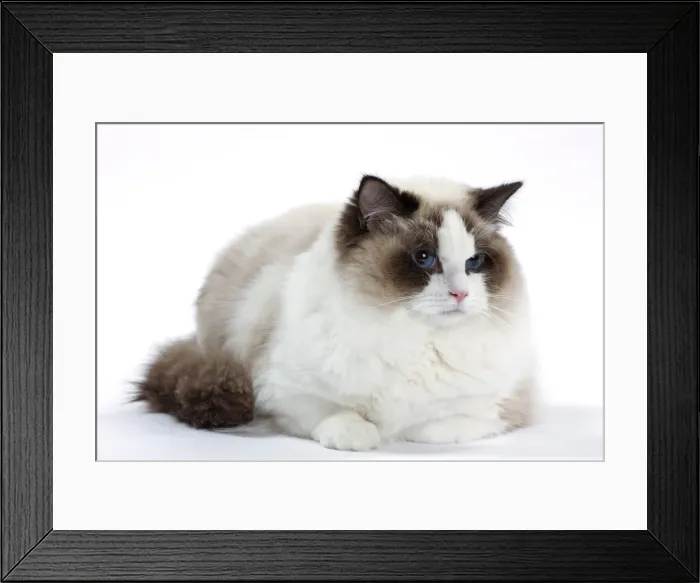 Framed Print : Picture No. 10897579