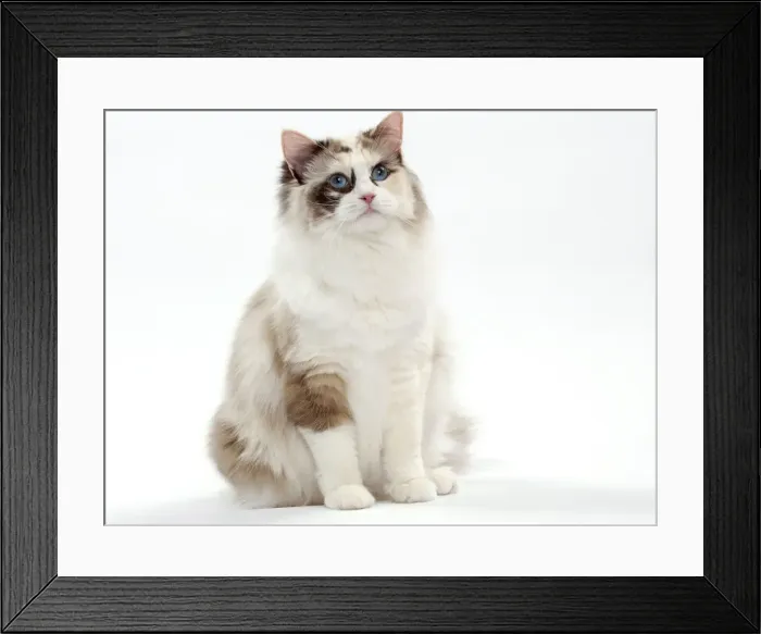 Framed Print : Picture No. 10897584 Framed Print : Picture No. 10897584