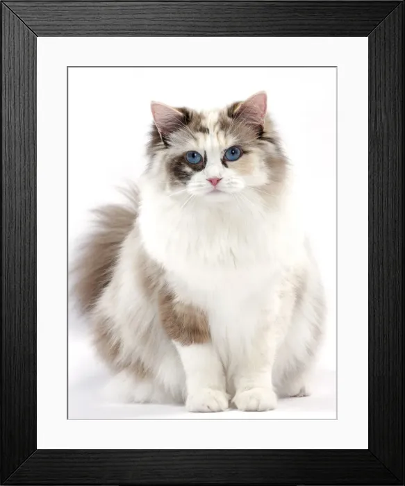 Framed Print : Picture No. 10897582 Framed Print : Picture No. 10897582