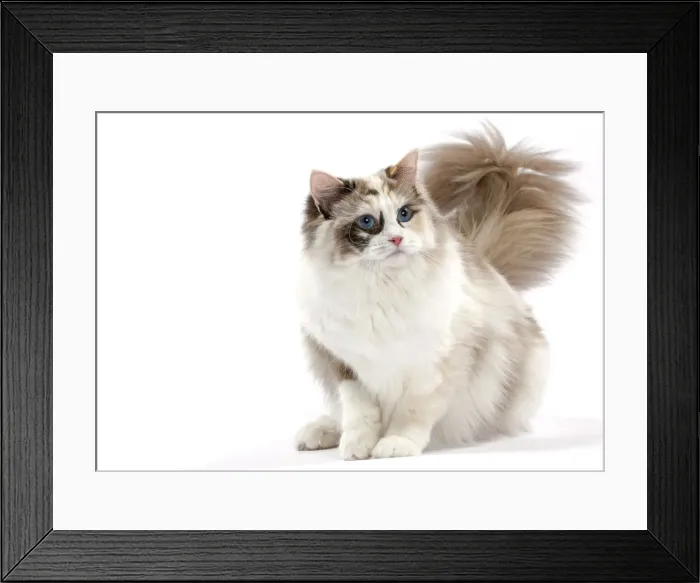 Framed Print : Picture No. 10897581 Framed Print : Picture No. 10897581
