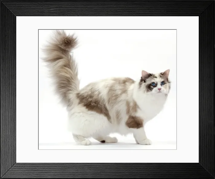 Framed Print : Picture No. 10897583 Framed Print : Picture No. 10897583