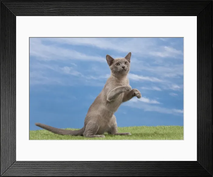 Framed Print : Picture No. 10897585 Framed Print : Picture No. 10897585