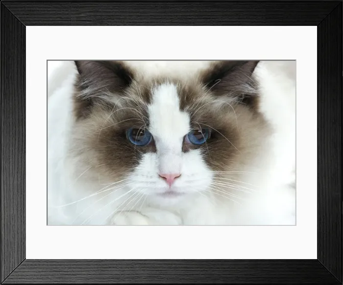 Framed Print : Picture No. 10897580 Framed Print : Picture No. 10897580