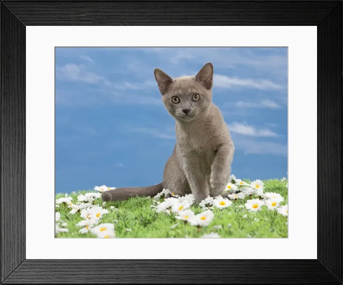 Framed Print : Picture No. 10897587