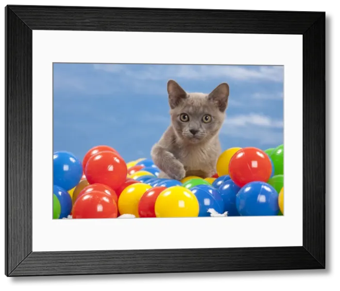 Framed Print : Picture No. 10897589 Framed Print : Picture No. 10897589