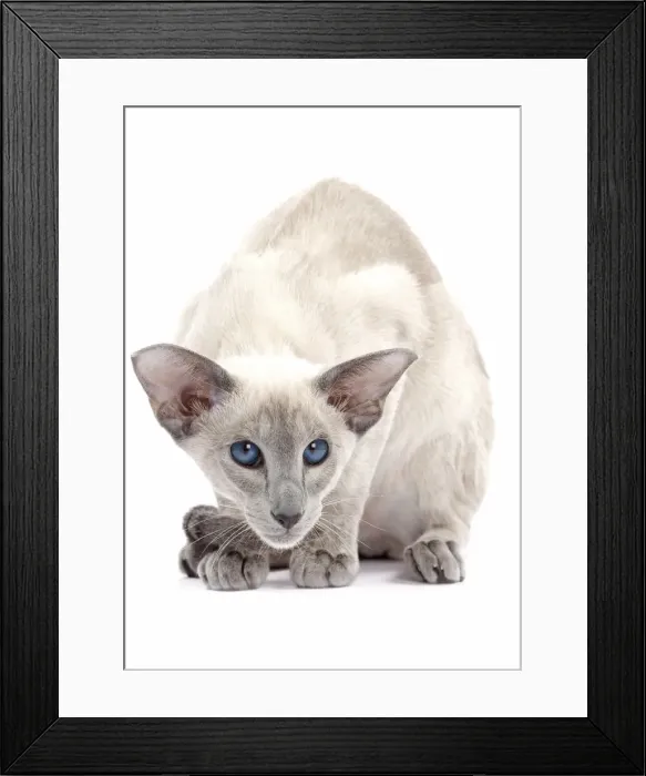 Framed Print : Picture No. 10897591 Framed Print : Picture No. 10897591