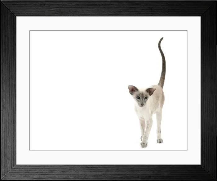 Framed Print : Picture No. 10897593