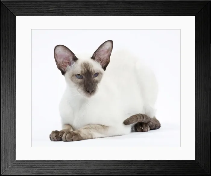 Framed Print : Picture No. 10897594