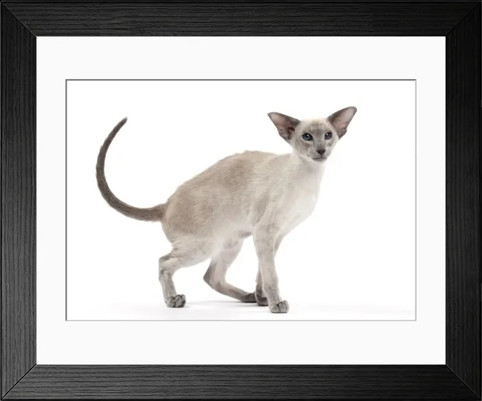 Framed Print : Picture No. 10897590 Framed Print : Picture No. 10897590