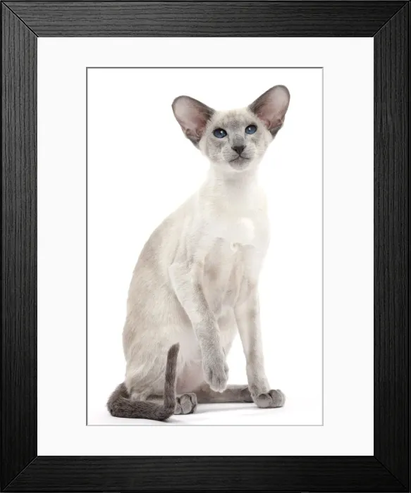 Framed Print : Picture No. 10897592 Framed Print : Picture No. 10897592