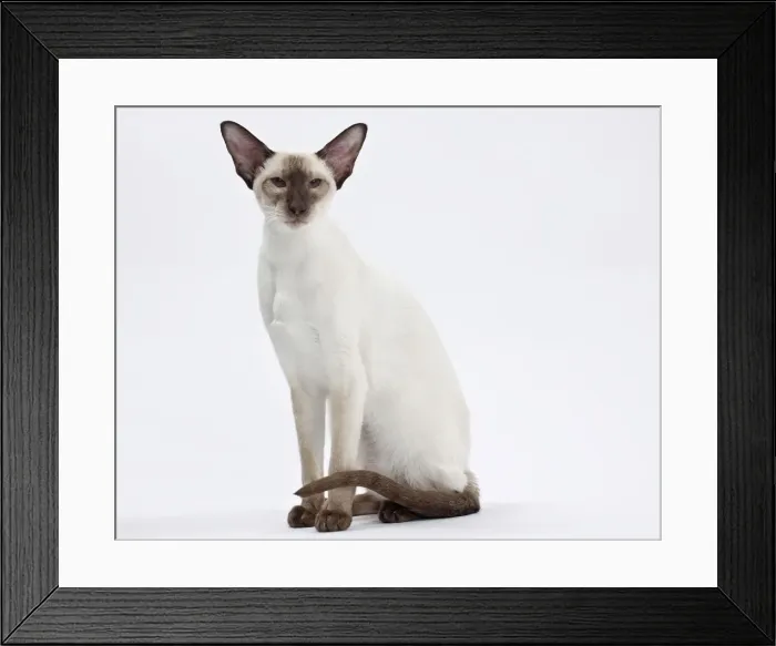 Framed Print : Picture No. 10897595 Framed Print : Picture No. 10897595