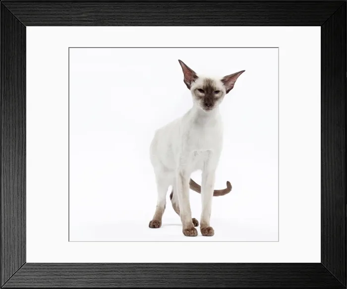 Framed Print : Picture No. 10897596