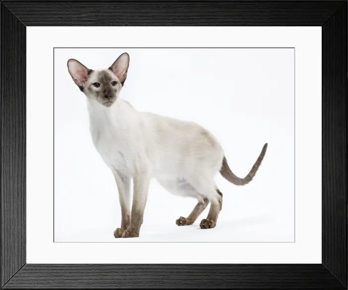 Framed Print : Picture No. 10897597 Framed Print : Picture No. 10897597