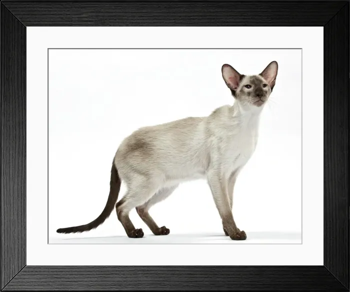 Framed Print : Picture No. 10897599 Framed Print : Picture No. 10897599